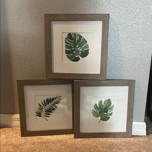 Set of Three Botanical Leaf Prints in Wooden Frames